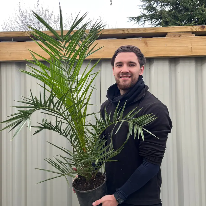 One Click Plants | Phoenix Palm | Phoenix canariensis 'Canary Island Date Palm' 60-70cm 1