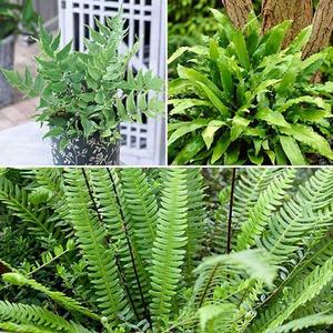 Evergreen Hardy Fern plant Collection in 9cm pots x3