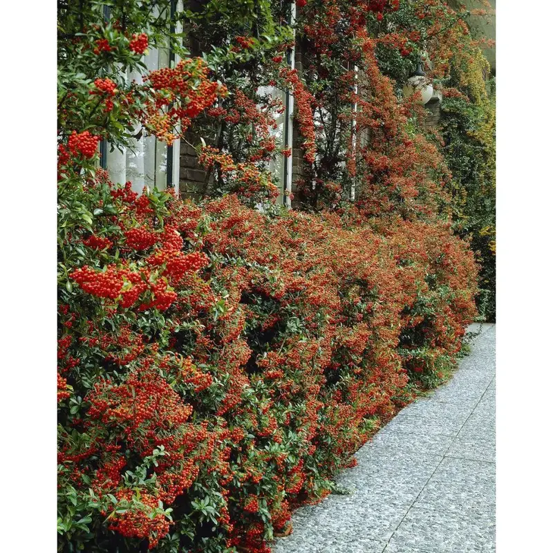 Large Pyracantha Firethorn 'Red Column' Hardy Evergreen Approx 1 metre Tall 3 Litre Pot - RHS Plants for Pollinators 1