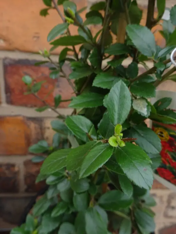 Large Pyracantha Firethorn 'Red Column' Hardy Evergreen Approx 1 metre Tall 3 Litre Pot - RHS Plants for Pollinators 3