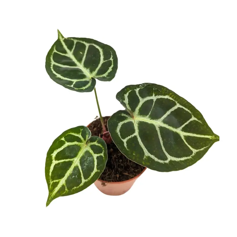 Anthurium crystallinium 1