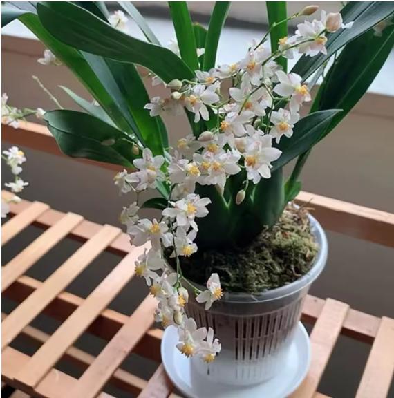 Meshpot Clear Plastic Orchid Pots For Flower Breathable Basin Orchid Planters Root Control Orchid Transparent Desktop Pot 2