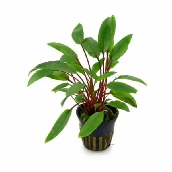 Tropica Cryptocoryne beckettii 'Petchii' Live Aquatic Plant Pot