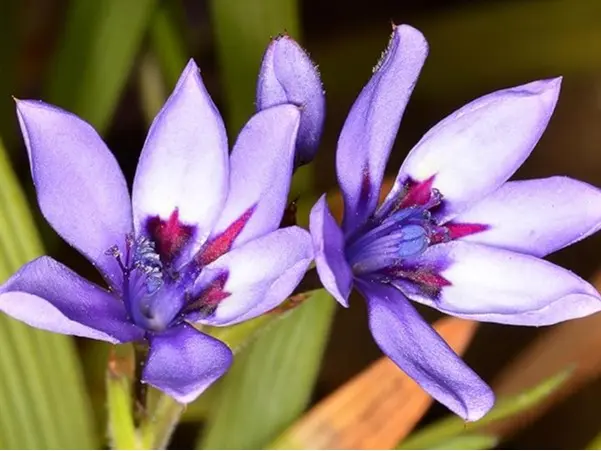 10 x Babiana Stricta Mixed Bulbs Baboon Flower Fragrant Perennial Garden Plant 4