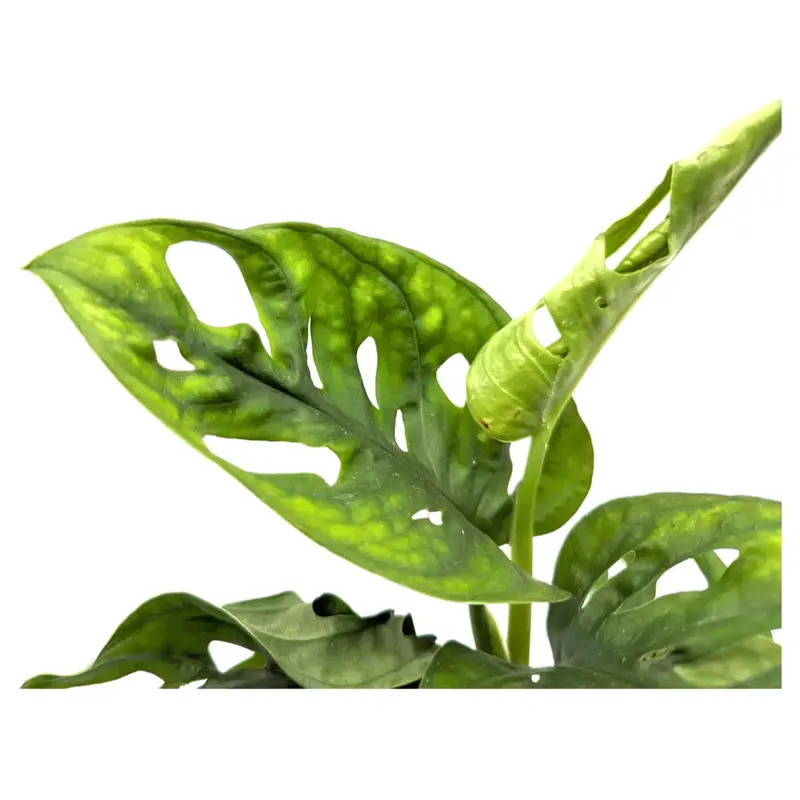 Monstera adansonii - Monkey Mask 2
