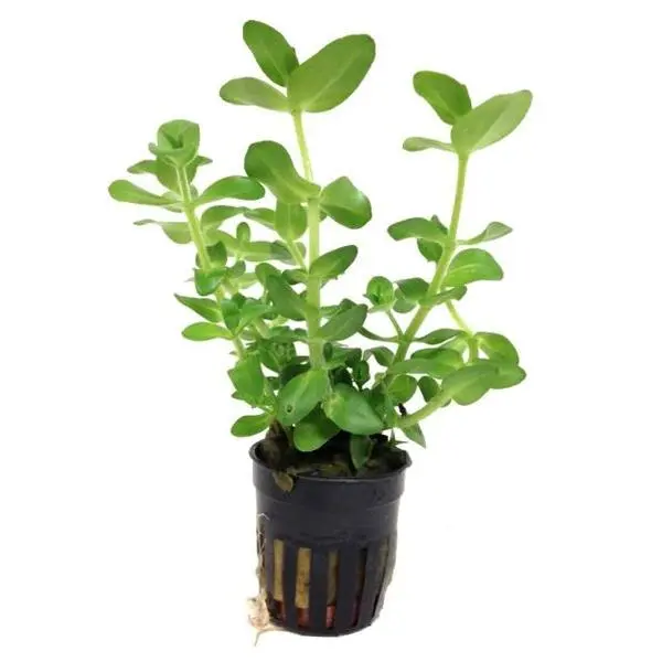 Bacopa caroliniana Live Aquatic Plant Mini