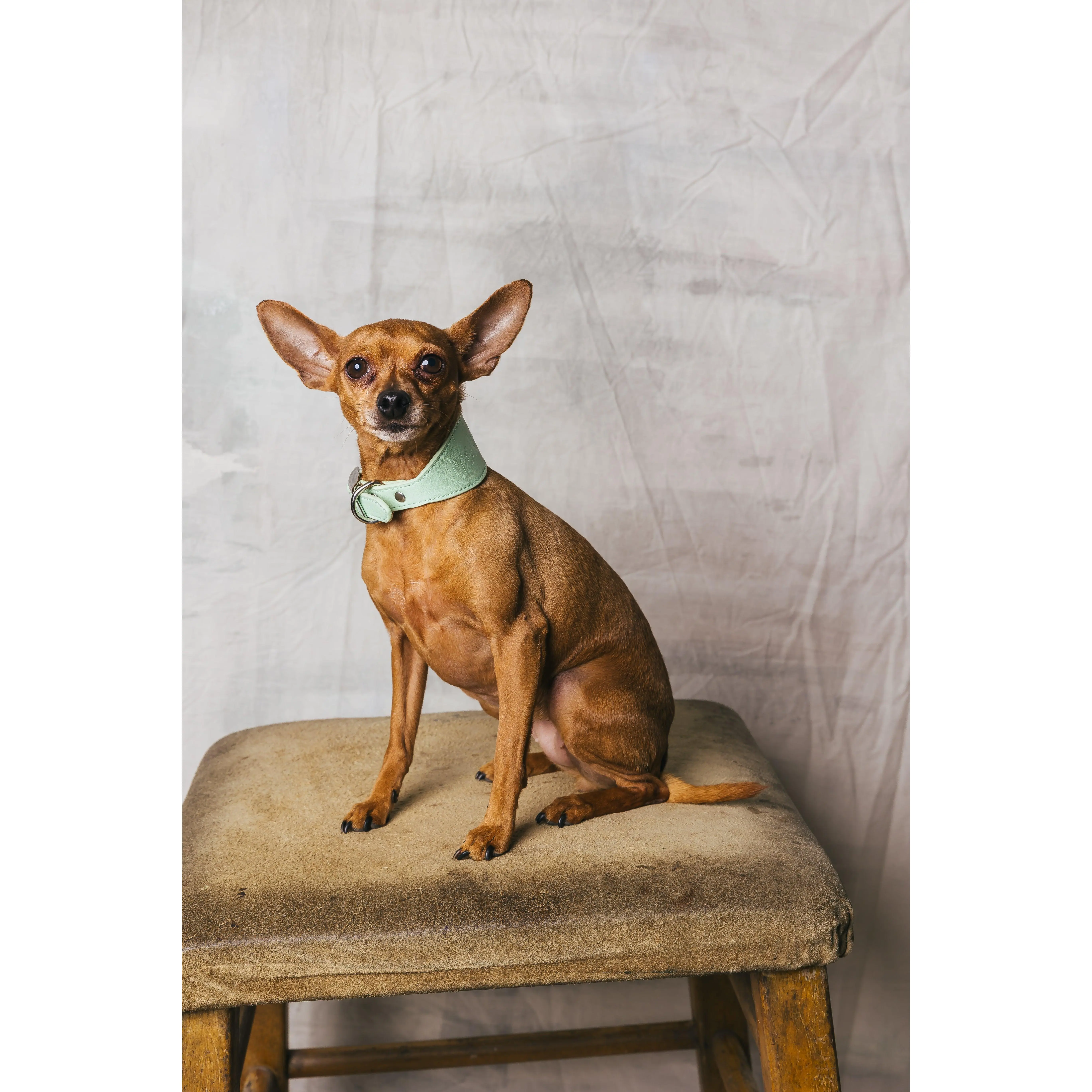 Peppermint Sighthound Collar