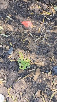 Product Review of 3 x Rudbeckia 'Goldsturm', Established Plants in 9cm Pots, Long-Flowering from r**6 0