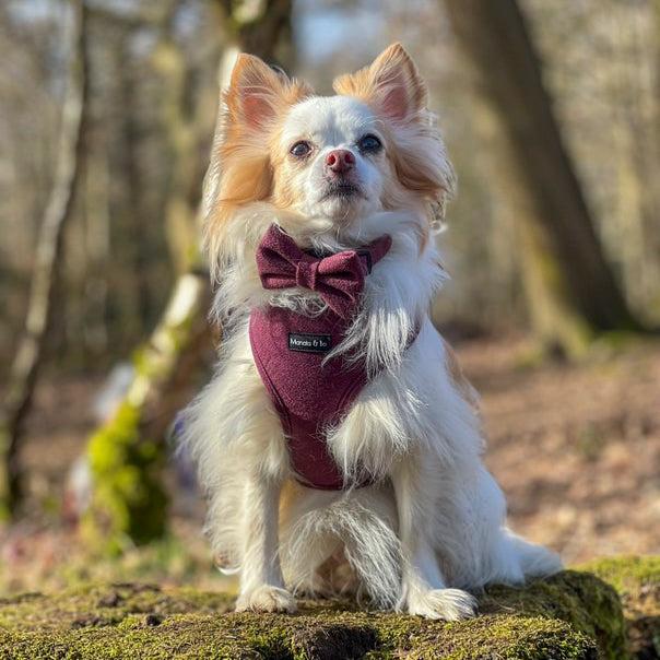 Wild Plum Tweed Herringbone Dog Bow Tie 4