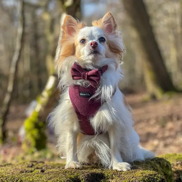 Wild Plum Tweed Herringbone Dog Bow Tie 4