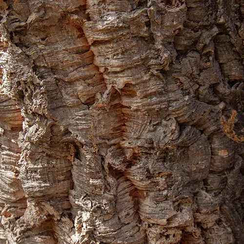 Quercus Suber (Cork Oak) 80-90cm 3 Litre 1