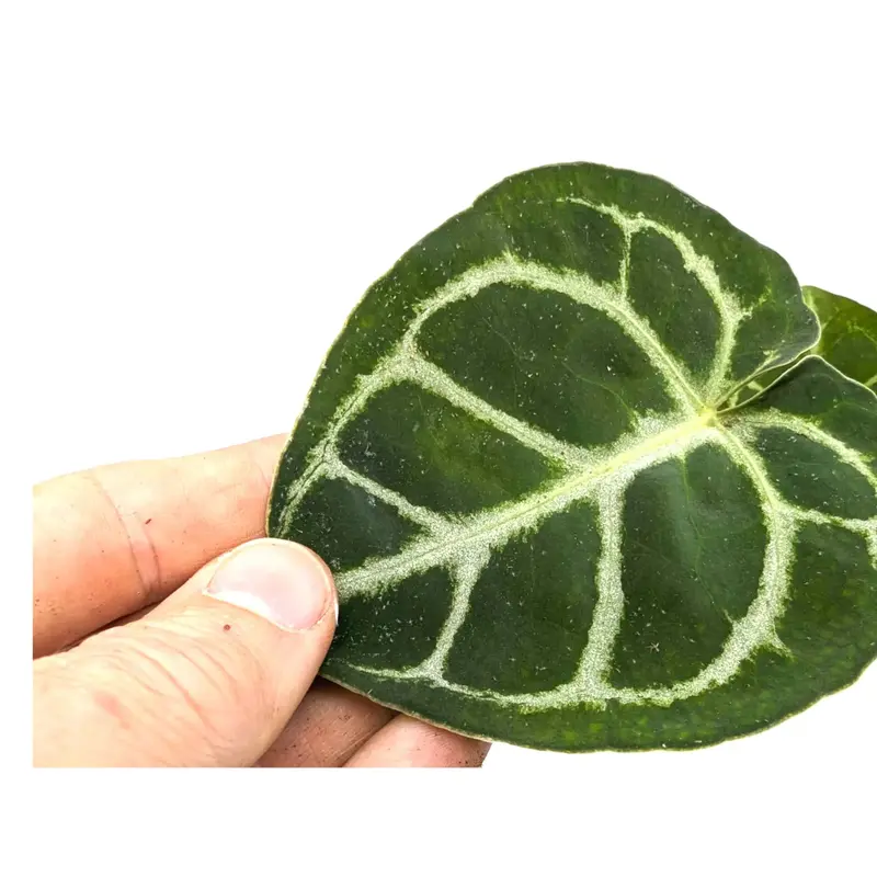 Anthurium crystallinium 3