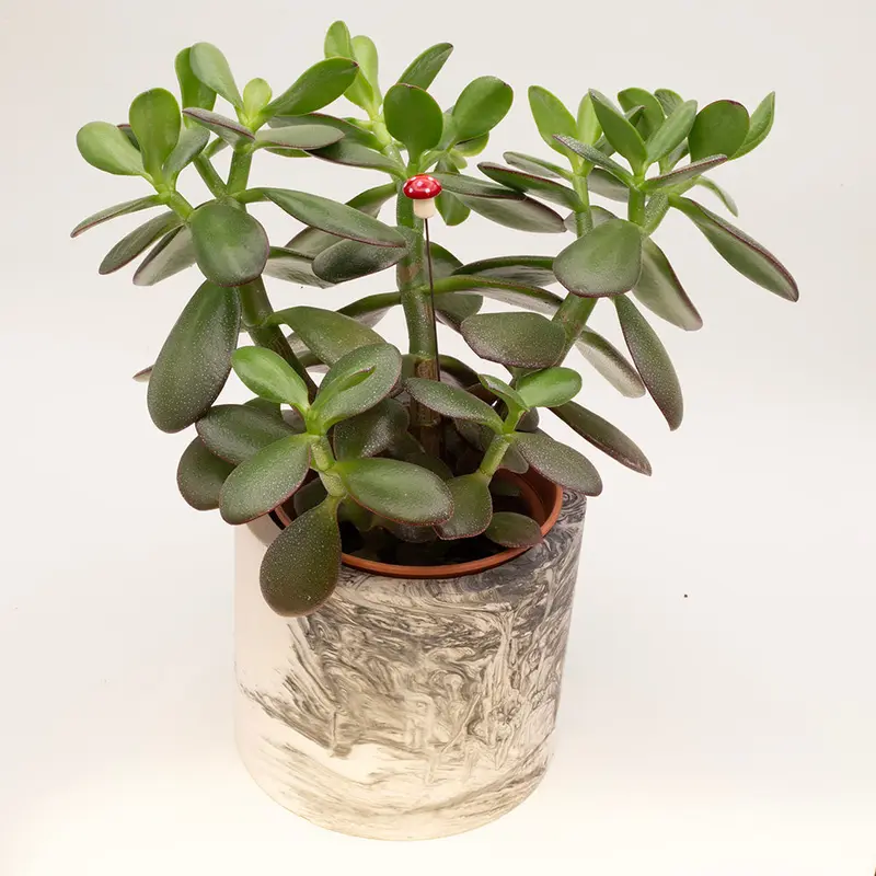 Mushroom Plant Decoration 3