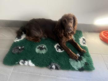 Product Review of Vet Bed Non-Slip Vet Bedding Premium Quality from E**a P**r 0
