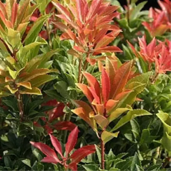 1 X PIERIS 'MOUNTAIN FIRE' EVERGREEN SHRUB HARDY GARDEN PLANT IN POT, Shrubs, Bushes & Hedges 2