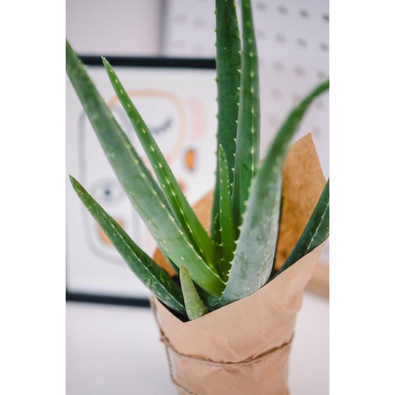 Aloe Vera 2