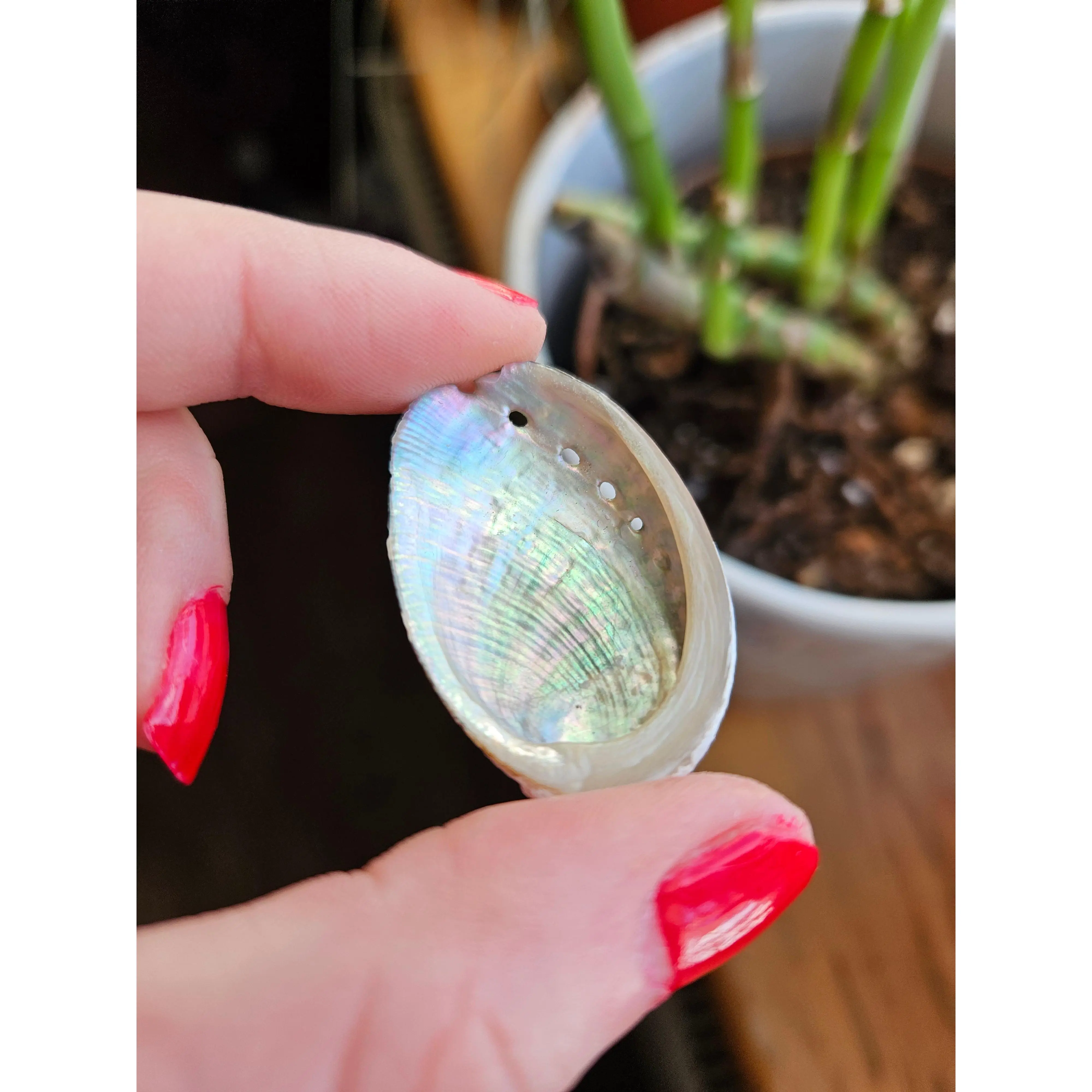 Rainbow Abalone shell