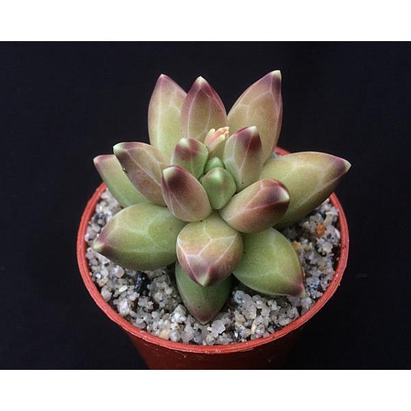 Pachyphytum compactum 'Little Jewel' 3
