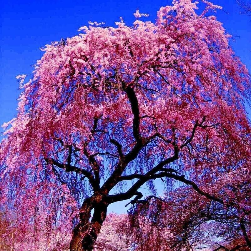 10pcs Japanese Tear Flower Cherry seed, Rare Garden Japanese Tear Flower Cherry Blossom High Growth Tree Cold1Resistant Seeds High Quality American Ready1Made Christmas Gifts1fresh seeds 1 limited supply 1 precious variety high quality 3