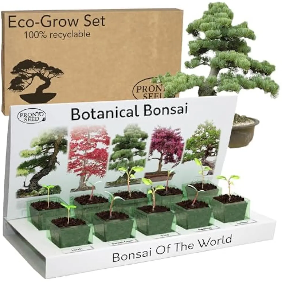 Grow Your Own Bonsai Tree Kit with 5 Bonsai Seeds Varieties - Indoor Growing Set with Sustainable Packaging Display - Gift for Women, Men - Beginner-Friendly (Bonsai Kit)