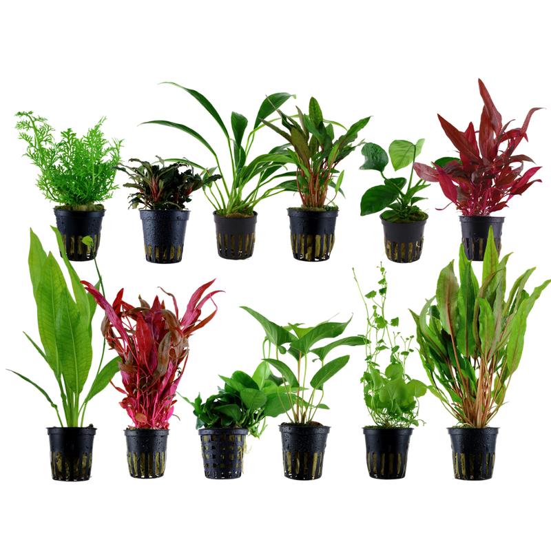 Easy Plant Pack 0