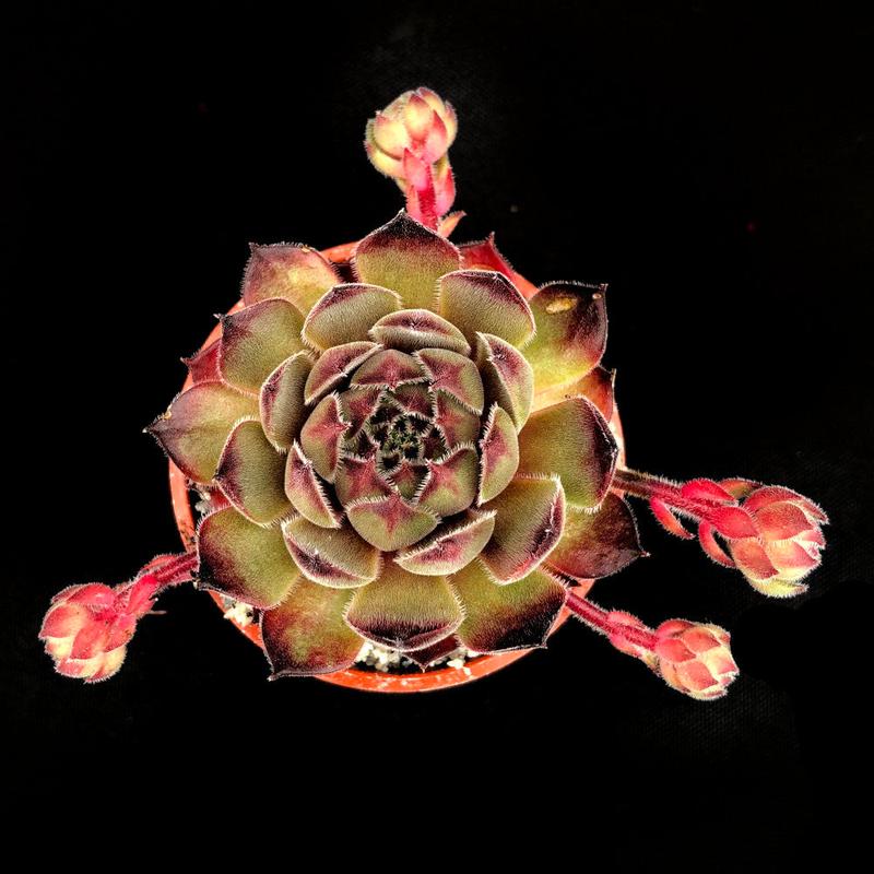 Sempervivum 'Seminole' 1