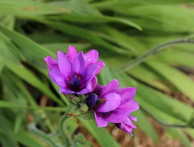10 x Babiana Stricta Mixed Bulbs Baboon Flower Fragrant Perennial Garden Plant 1