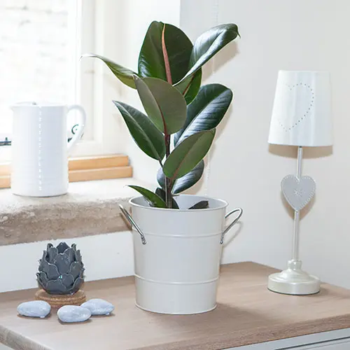 Houseplant Mix Collection, 6 x 12cm Pots 4