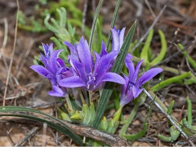 10 x Babiana Stricta Mixed Bulbs Baboon Flower Fragrant Perennial Garden Plant 5