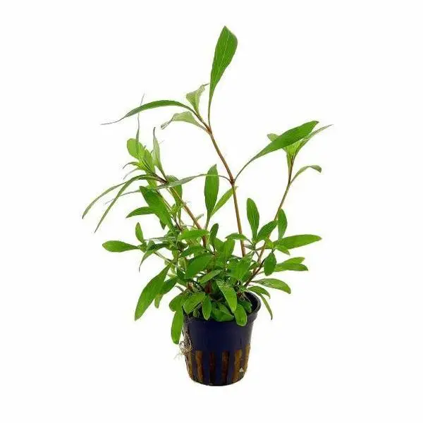Hygrophila 'Siamensis' Live Aquatic Plant Mini