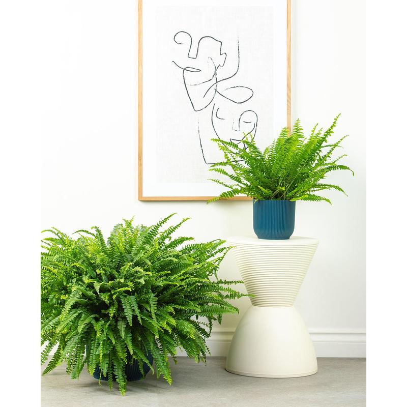 Boston Fern 0