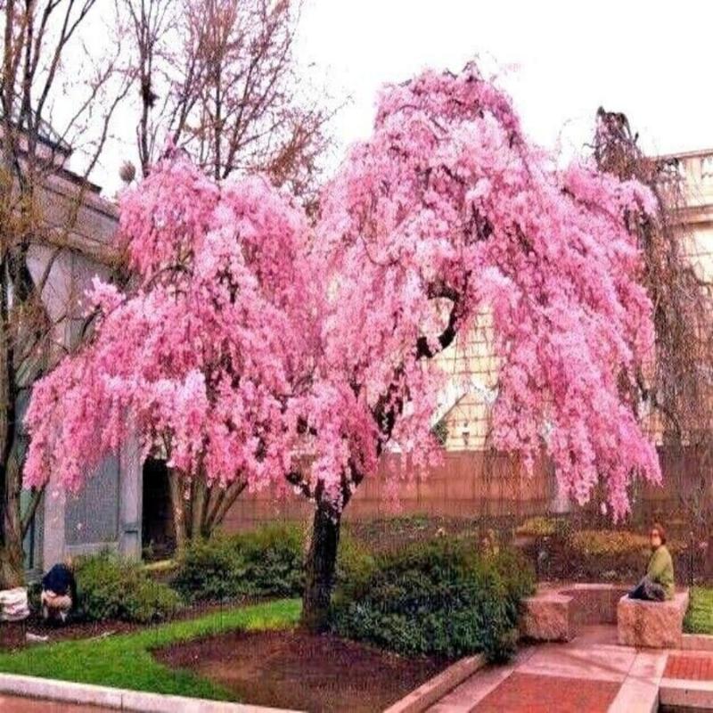 10pcs Japanese Tear Flower Cherry seed, Rare Garden Japanese Tear Flower Cherry Blossom High Growth Tree Cold1Resistant Seeds High Quality American Ready1Made Christmas Gifts1fresh seeds 1 limited supply 1 precious variety high quality 2