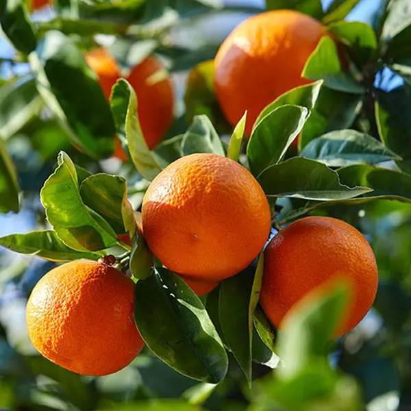 Citrus 'Mandarin' Tree in 4 Litre Pot 0