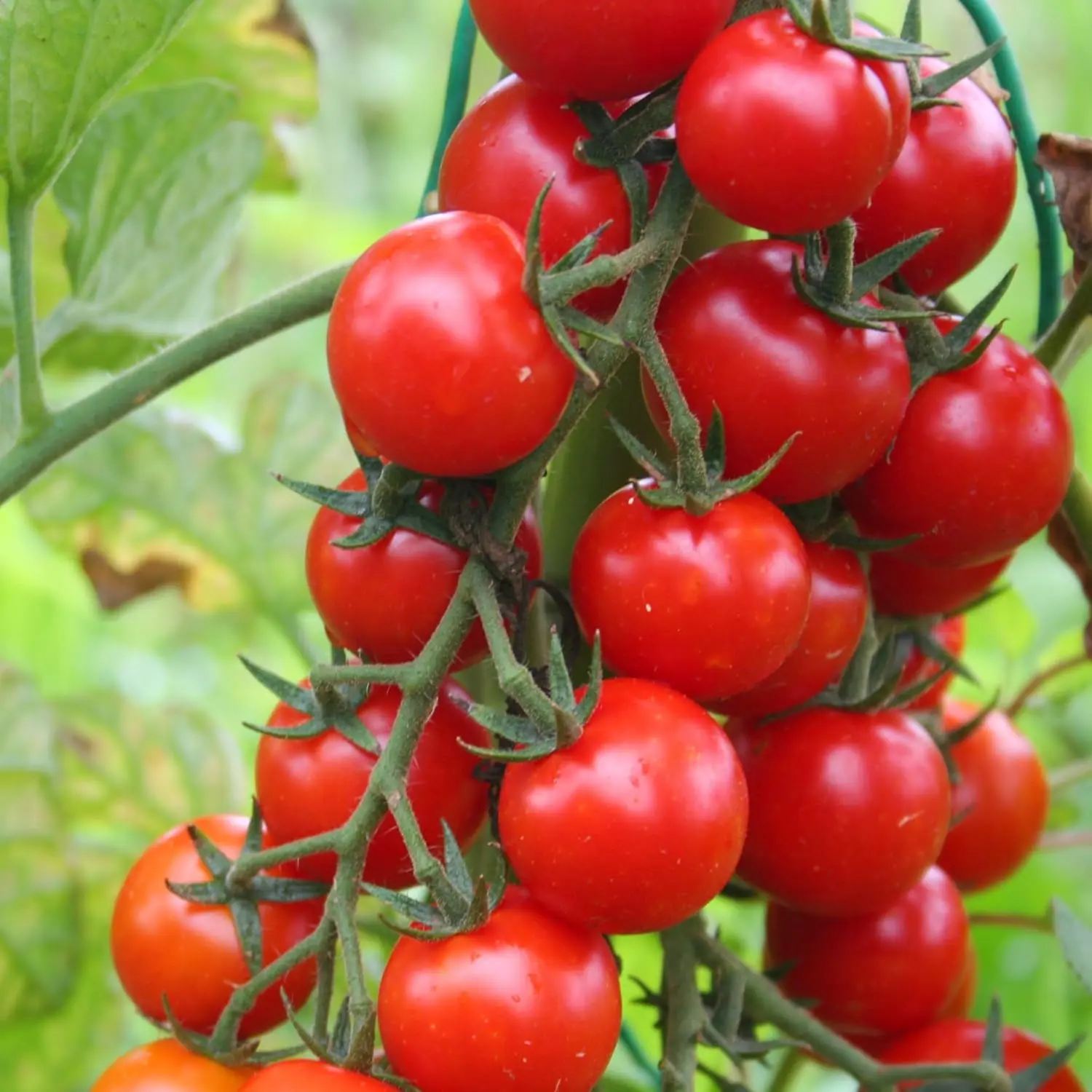 fast growing  tomato easy grow vegetableTomato Cherry - Sweet Aperitif - 20 Finest Seeds
