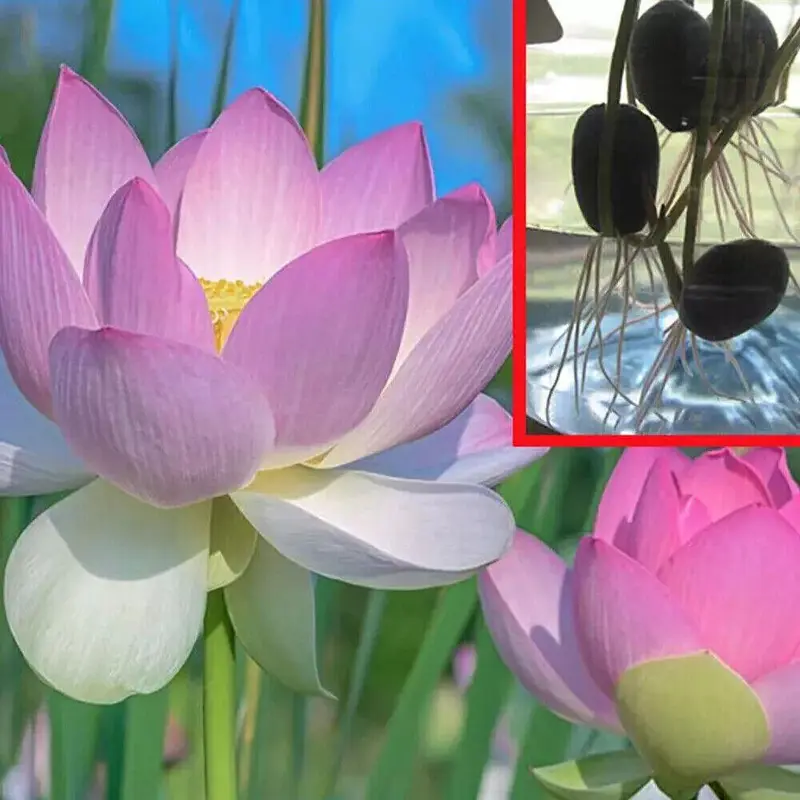 30/60/90/120 Seeds Start Your Water Garden With Hand - 10X Red Spider Lily Seeds Lycoris Radiata Flower Garden Plant Decoration Seed - Picked Lotus Seeds and Aquatic Plants UK HOT 4