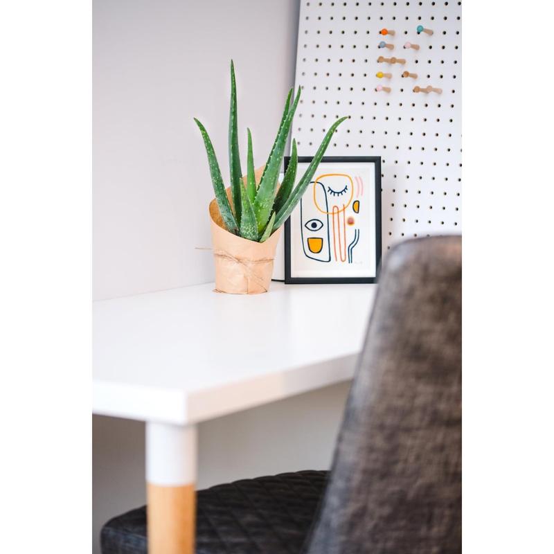 Aloe Vera 0