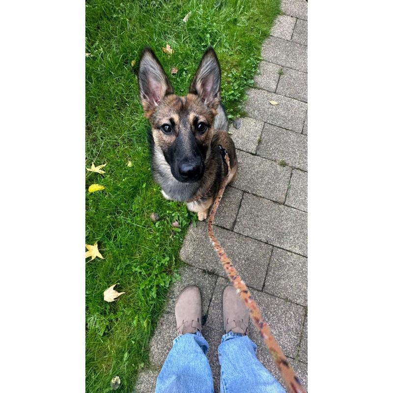 Dogs at Work - Lead 4