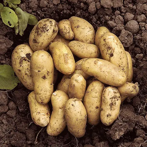 Potato Growing Selection, Grow Your Own Potatoes, Three Seed Varieties and Three Growing Pod Bags, Start Growing in Gardens, Patios, and Courtyard Gardens 3