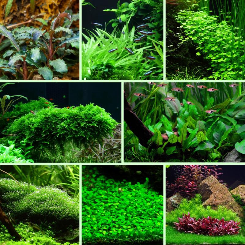 Easy Plant Pack 1