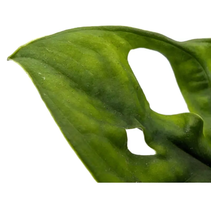 Monstera adansonii - Monkey Mask 4