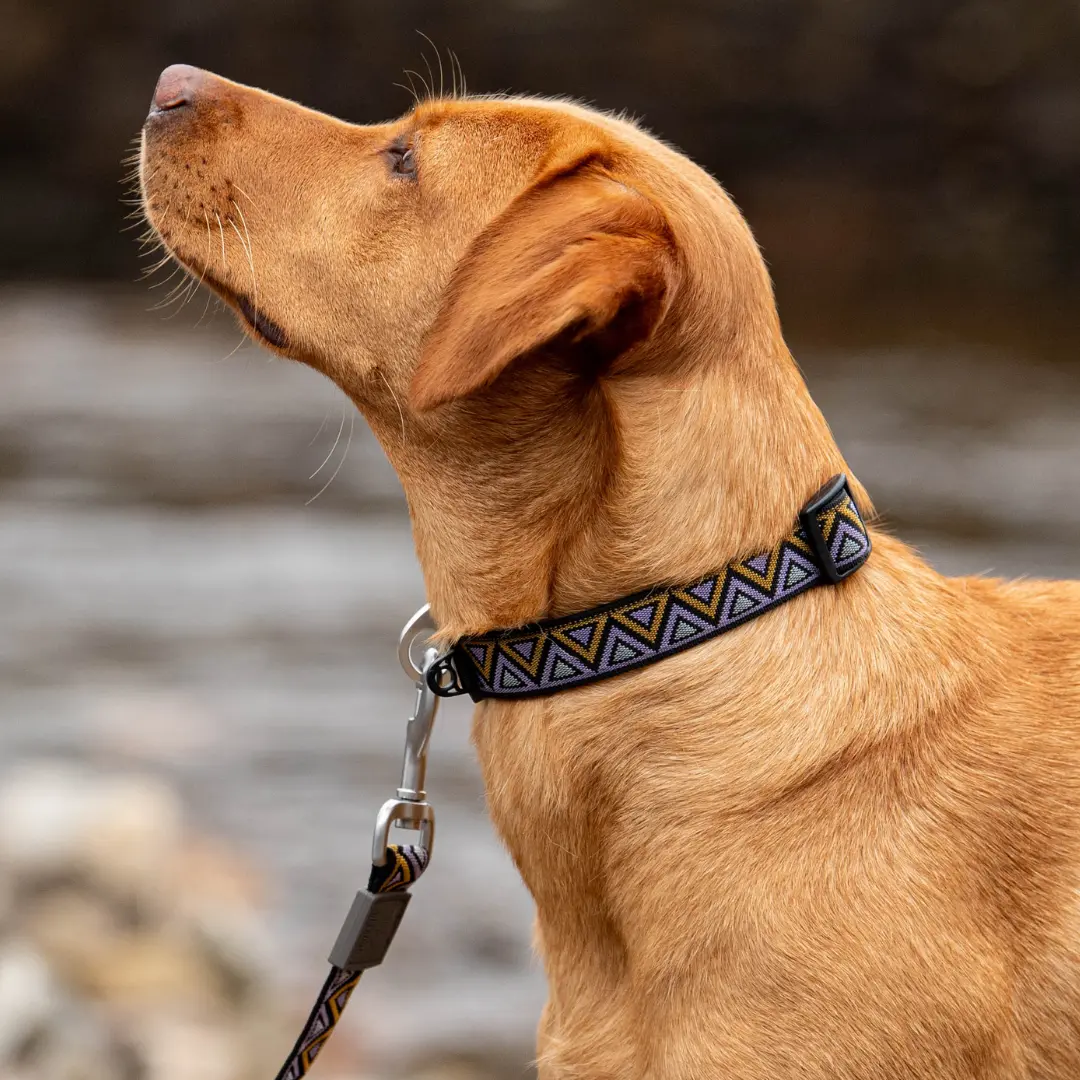 Go-Cee Erysimum Collar