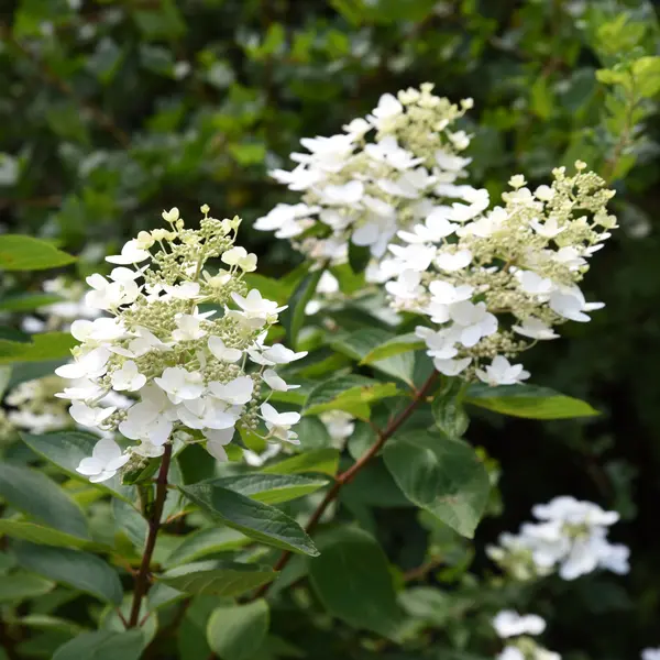 Hydrangea Paniculata 'Unique' - Stunning Ombr Blooms in 1L Pot