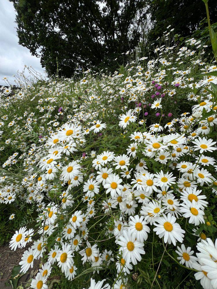 Product Introduction of Ox eye Daisy   seeds by johnsons. A tradition British sign of Summer 5