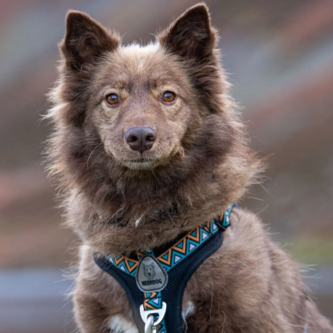 Neerdog Go-B-Bold Hollyhock Dog Harness - For adventurous dogs