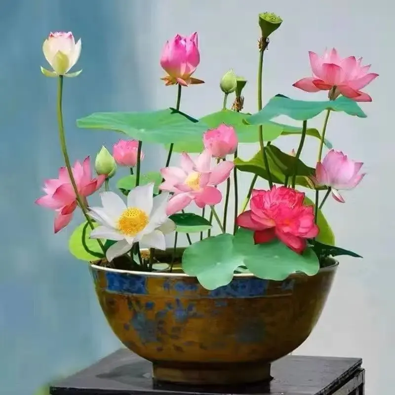 50 Pcs Mixed Color Bonsai Bowl Lotus Seeds - Exotic Water Lily Flower Plant Seeds for Ornamental Pond and Home Planting