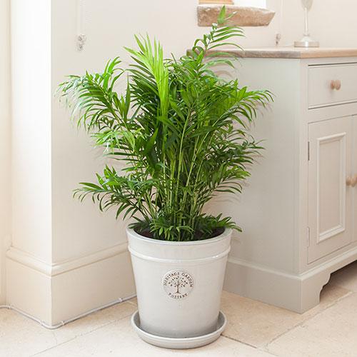 Houseplant Mix Collection, 6 x 12cm Pots 1