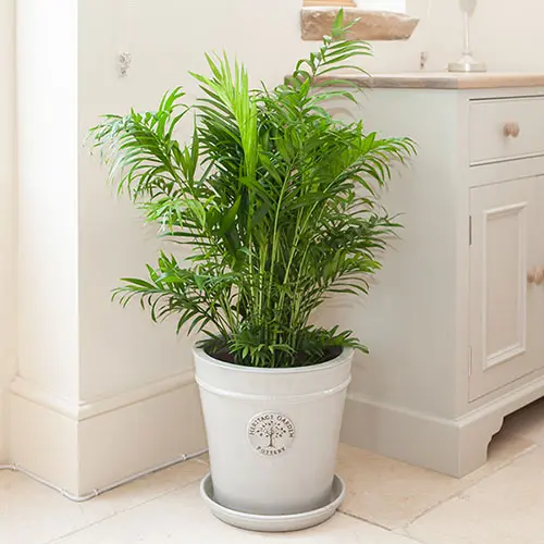 Houseplant Mix Collection, 6 x 12cm Pots 1