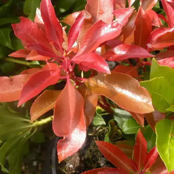 1 X PIERIS 'MOUNTAIN FIRE' EVERGREEN SHRUB HARDY GARDEN PLANT IN POT, Shrubs, Bushes & Hedges 1