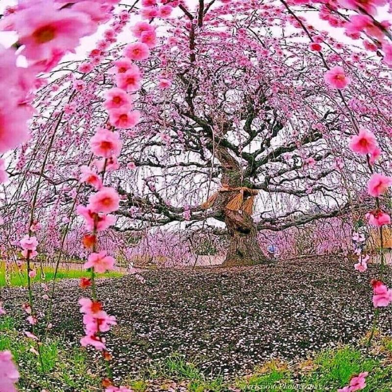 10pcs Japanese Tear Flower Cherry seed, Rare Garden Japanese Tear Flower Cherry Blossom High Growth Tree Cold1Resistant Seeds High Quality American Ready1Made Christmas Gifts1fresh seeds 1 limited supply 1 precious variety high quality 1