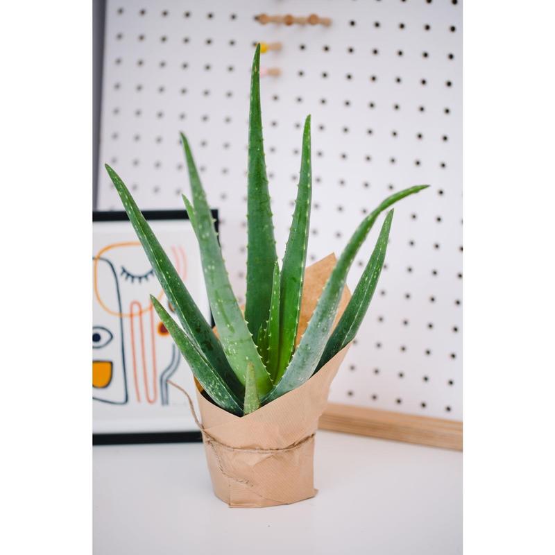 Aloe Vera 3